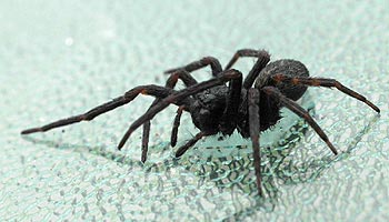 Was hilft gegen Spinnen | wissen-24.org